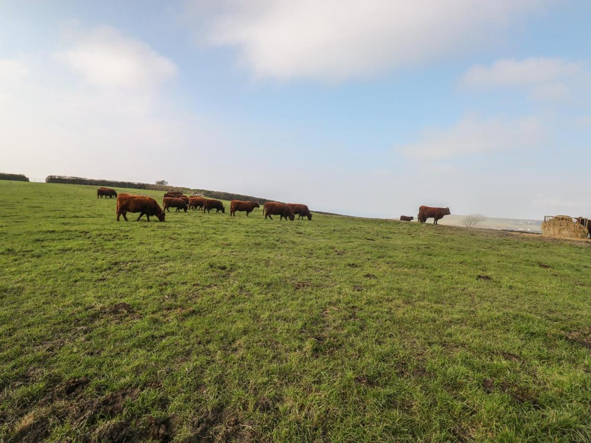 Home Farm Cottage Boscastle Ngoại thất bức ảnh